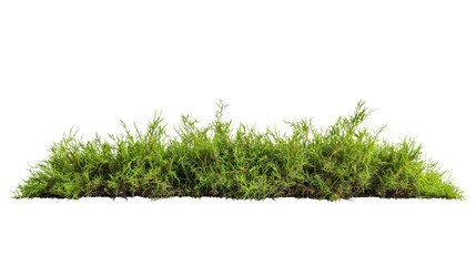 Lush green moss growth natural habitat nature outdoor setting close-up view botanical beauty
