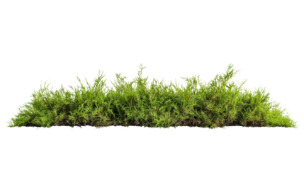 Lush green moss growth natural habitat nature outdoor setting close-up view botanical beauty