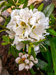 White flowers of a evergreen shrub Rhododendron maximum or great laurel, rosebay, American or big rhododendron, in the garden or landscape architecture design