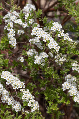 White flowers of Spiraea nipponica or spirea chamaedryfolia or meadowsweets or steeplebushes,...