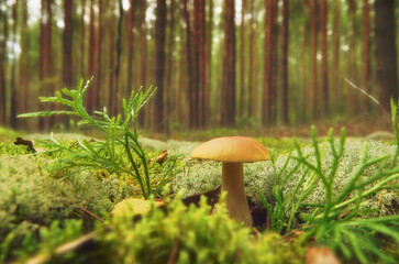 A white mushroom grows in the grass, close-up view.