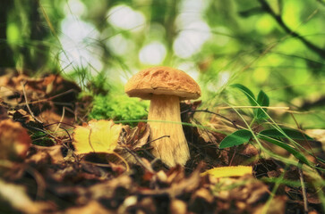 A white mushroom grows in the grass, close-up view.