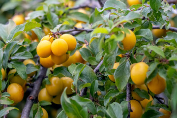 Summer day in the garden: close-up of ripe yellow cherry fruits (Prunus cerasifera) on a tree branch