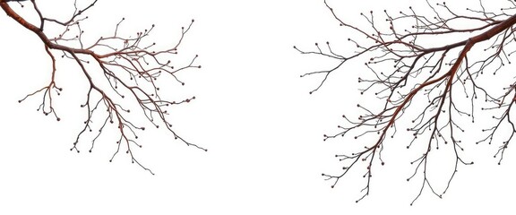 Obraz premium Intricate, bare branches isolated against a pure white backdrop, crisp, design element
