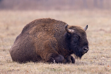 Żubr europejski (Bos bonasus)