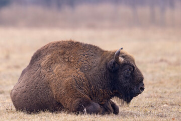 Fototapeta premium Żubr europejski (Bos bonasus)