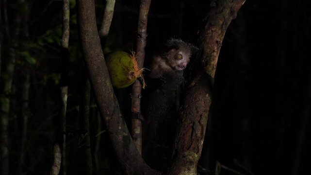 Aye-aye, Daubentonia madagascariensis, night animal in Madagascar. Aye-aye nocturnal lemur monkey in the nature habitat, coast forest in Madagascar, widllife nature. Rare endemic