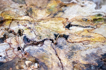 Abstract wood texture with bright color patterns, close-up, with emphasis on natural texture and details