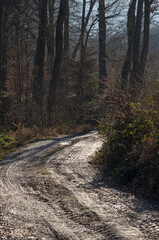 Obraz premium Muddy dirt road or trail in a forest during winter, hiking path or trail between trees