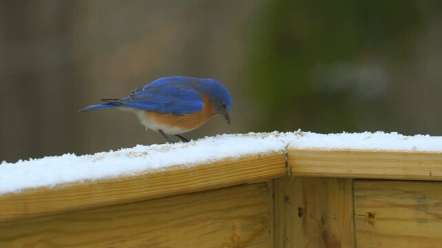A male bright blue eastern blue bird and a female northern cardinal eat sunflower seeds from a snowy deck railing.