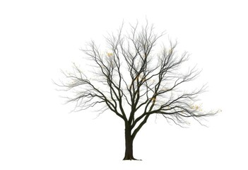 Obraz premium Lone deciduous tree, stark branches against pure white, solitary, backdrop