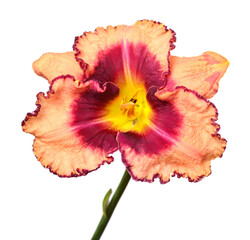 Bouquet flowers yellow day lily beautiful delicate isolated on white background. Creative spring...