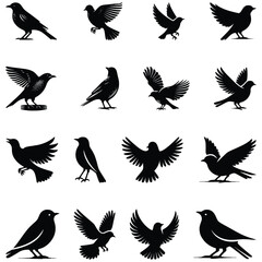 Obraz premium collection of birds