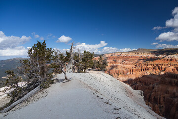 Bristlecone pines grove on Spectra Point Spur Trail and colorful rock formations at Cedar Breaks...