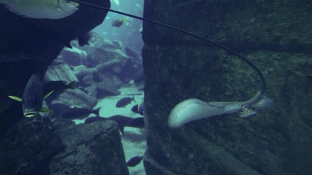 Graceful honeycomb stingray swimming in a Dubai aquarium under natural light conditions