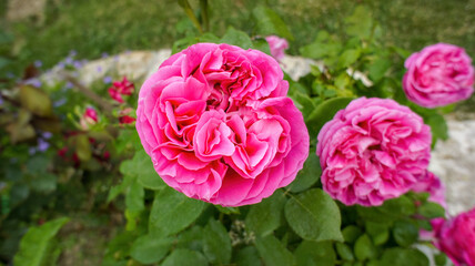 Yellow pink white roses Rosa banksiae or Lady Bankflowers for the celebration use, in the garden or...