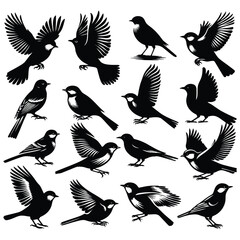 collection of birds