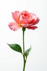 Fototapeta premium Single blooming flower isolated on white background, delicate petals, soft colors, flowers, bloom