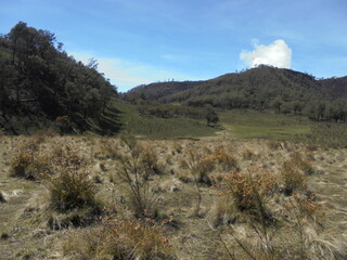 mountain landscape with trees and clouds