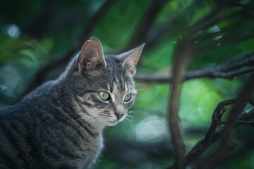 Portrait of a cat with green eyes on a background of green leaves