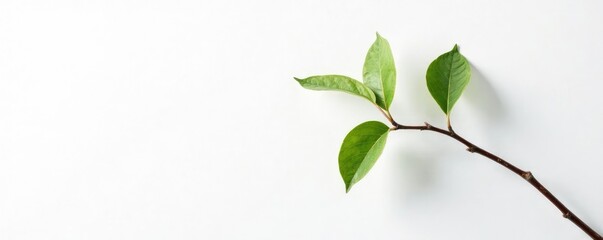 Fototapeta premium Single branch against white background with texture, minimalist, single