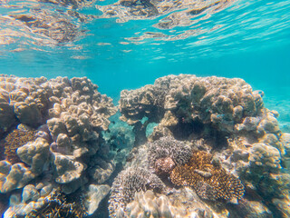 Close-Up of Beautiful Coral Reefs while snorkeling off the coast of Mombasa, Kenya. 