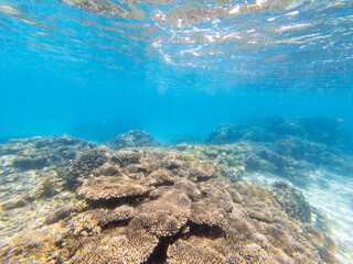 Close-Up of Beautiful Coral Reefs while snorkeling off the coast of Mombasa, Kenya. 