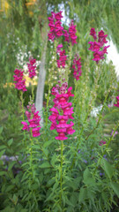Obraz premium Antirrhinum australe or dragon flowers or snapdragons in the garden or landscape architecture design