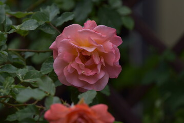 pink rose in garden