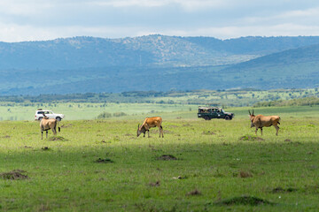 Safari Vehicles next to a herd of wild African Hartebeests antelopes in the Maasai Mara, Kenya.