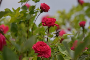 red roses in garden
