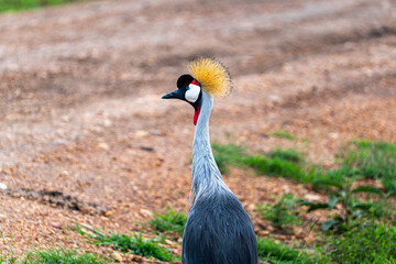 Grey Crowned Crane close-up at the Maasai Mara in Kenya.