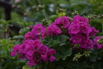 pink flowers in a garden