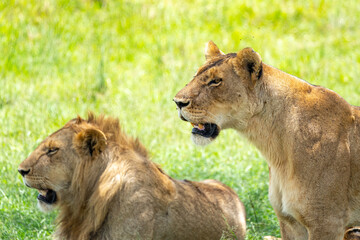Wild Male and Female Lion looking off into the distance in the Maasai Mara, Kenya.