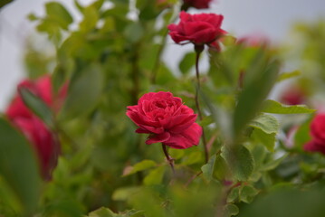 Obraz premium red rose in garden