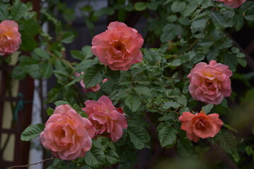 orange roses in a garden