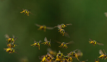 swarm of dangerous insects wasps flying in summer garden on green background