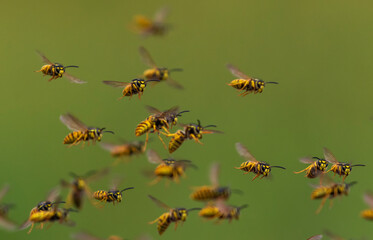 swarm of dangerous insects wasps flying in summer garden on green background