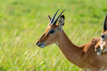 Portrait of a young impala in the vibrant African grasslands of the Maasai Mara, Kenya.
