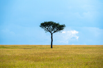 Obraz premium Lone acacia tree standing in the vast savanna of the Maasai Mara in Kenya.