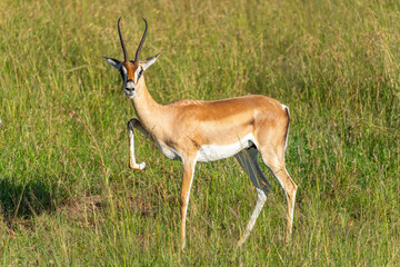 A Thomson's Gazelle standing in the Savanna of the Maasai Mara in Kenya while stomping its leg. 