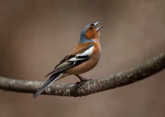 spring bird chaffinch male singing in spring sunny garden sitting on tree branch