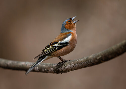Fototapeta spring bird chaffinch male singing in spring sunny garden sitting on tree branch