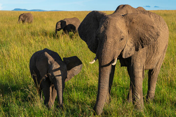 A baby elephant walking with its mother through the savannah while grazing grass at Maasai Mara Reserve in Kenya. 