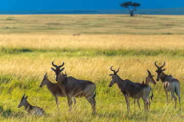 Herd of Hartebeests grazing the vast grasslands of the Maasai Mara in Kenya.