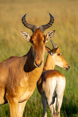 Close-up of wild Hartebeest antelopes at Maasai Mara, Kenya.