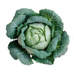 Fototapeta premium Fresh Green Cabbage Pink Background Healthy Food Vegetable
