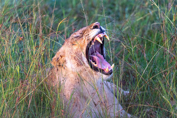 Female lion yawning in the tall grasses of the Kenyan savannah at Maasai Mara, Kenya.
