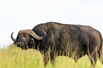Naklejka premium Close-up of a large African Cape Buffalo in the Maasai Mara, Kenya
