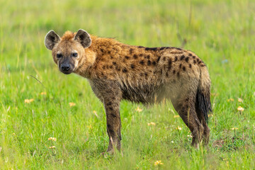 Close-up of a Hyena looking around at the Maasai Mara, Kenya. 
